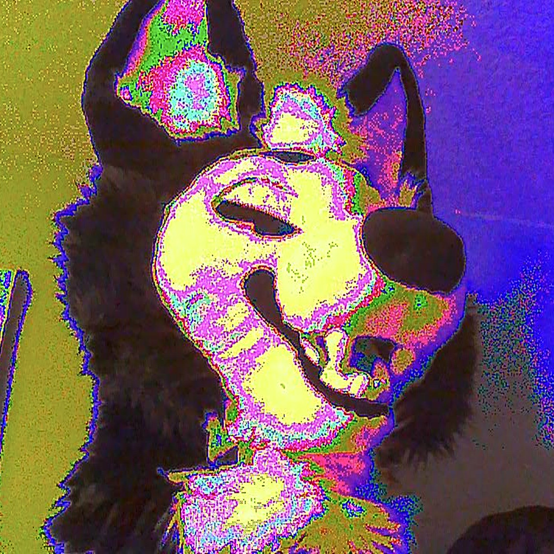 hush pfp